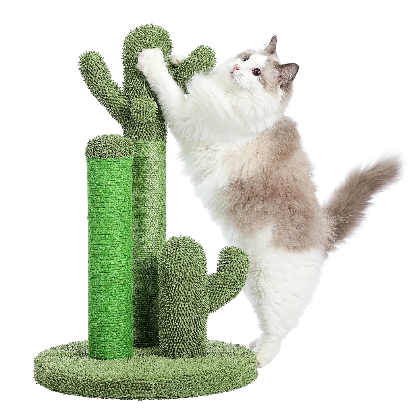 Arbre à Chat Cactus