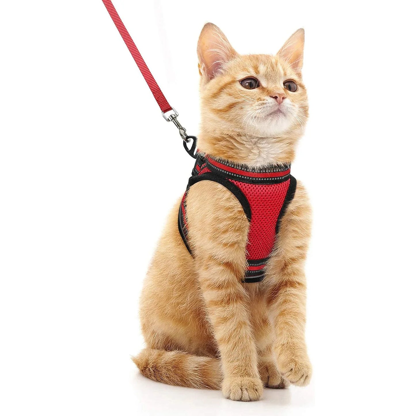 Harnais pour Chat avec Bande  Réfléchissante