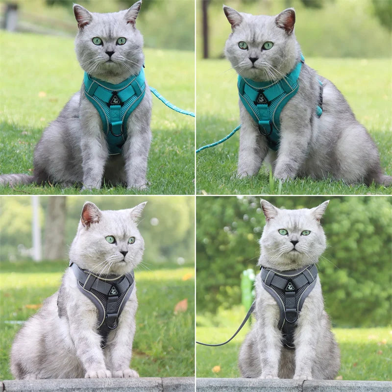 Harnais Coloré pour Chat
