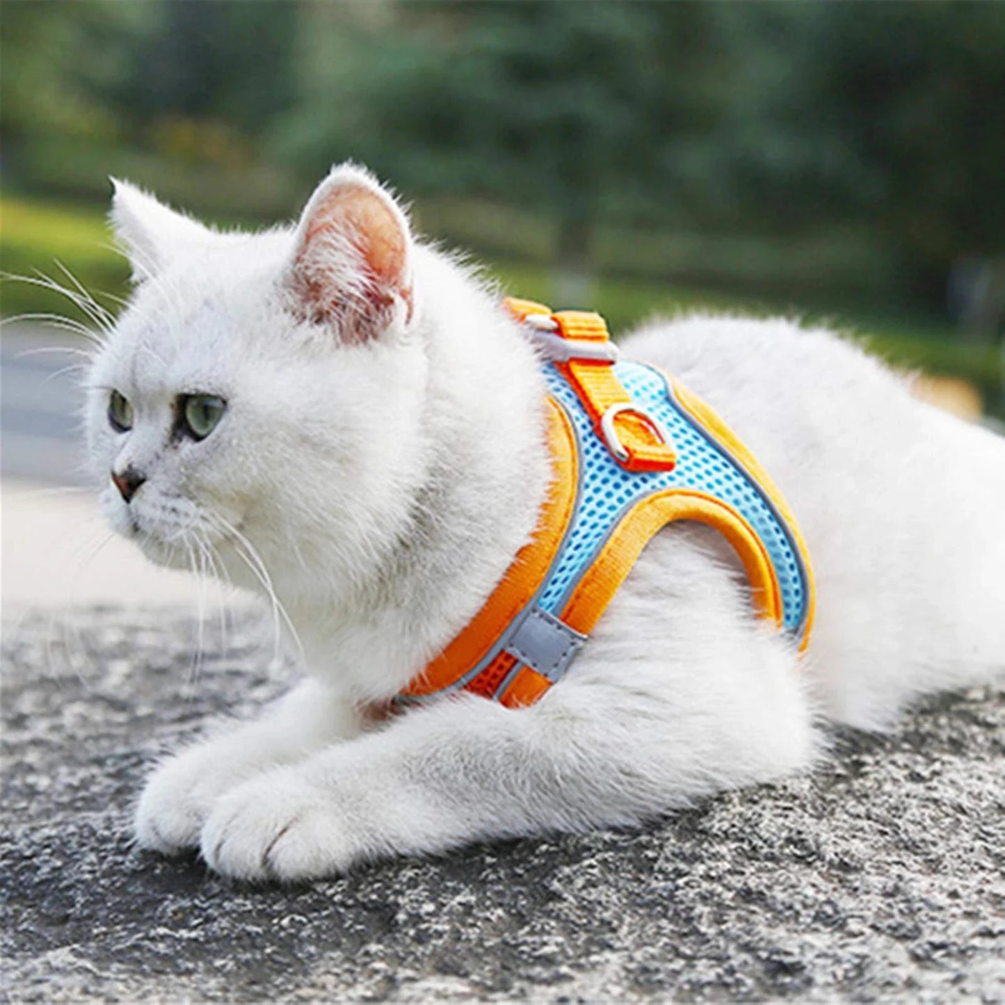 Harnais Réfléchissant pour Chat